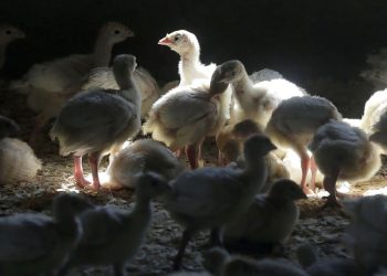 After Bird Flu Case Found, Sweden Kills 1.3 Million Chickens