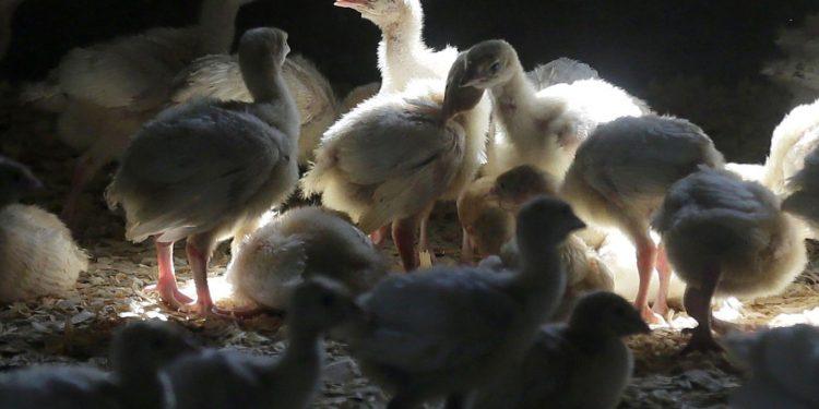 After Bird Flu Case Found, Sweden Kills 1.3 Million Chickens
