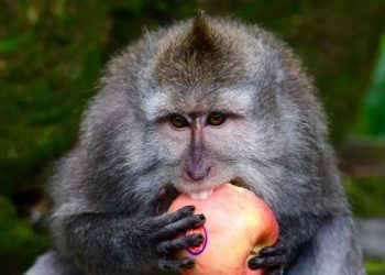 Study Finds that Indonesian Monkeys Steal High-Value Items And Exchange It For Food