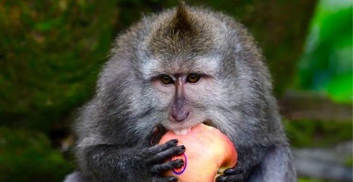 Study Finds that Indonesian Monkeys Steal High-Value Items And Exchange It For Food