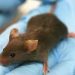 Amazing, Scientists In Beijing Discover Gene Therapy In Mice