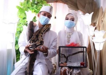 Unique, Indonesian Groom Give a Pair of Snakes to His Bride as Dowry