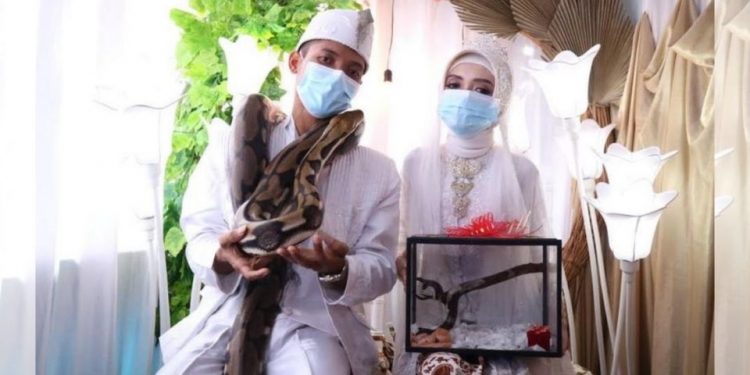 Unique, Indonesian Groom Give a Pair of Snakes to His Bride as Dowry