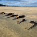 First Time in Decades, Mysterious Cornwall Shipwrecks Re-emerge