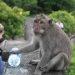 Wow, Monkeys in Uluwatu Bali Have Habits to Steal Luxury Items