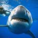 Oceanic Shark Populations Dropped 71 Percent Since 1970