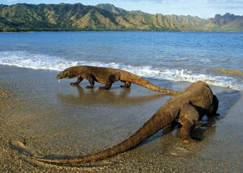 The Magnicient of Komodo National Park