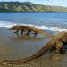 The Magnicient of Komodo National Park