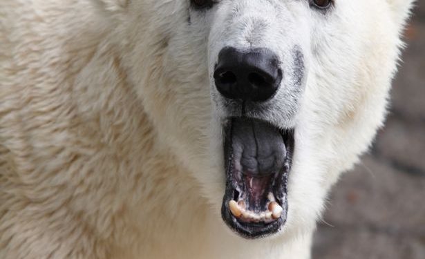 A Polar Bear Kills Female in Tragic Zoo Mating
