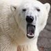 A Polar Bear Kills Female in Tragic Zoo Mating