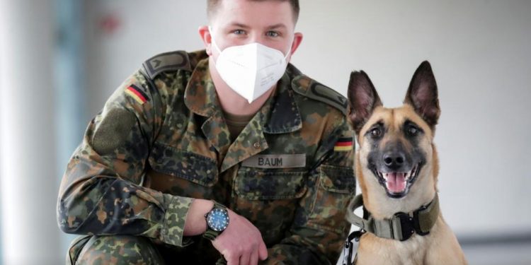 Amazing, the German Sniffer Dogs Could Detect Covid-19 With 94 Percent Accuracy