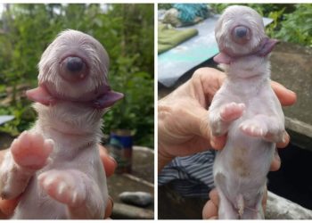 OMG, One-eyed Dog Named Cyclops Born in Aklan