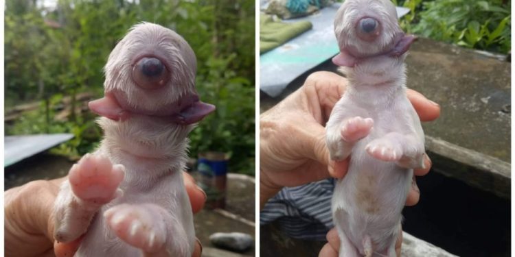 OMG, One-eyed Dog Named Cyclops Born in Aklan