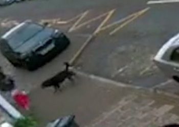 An Escaped Guard Dog Attacks Two Little Girls in Street