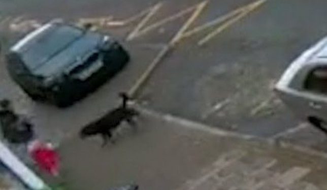 An Escaped Guard Dog Attacks Two Little Girls in Street