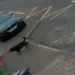 An Escaped Guard Dog Attacks Two Little Girls in Street