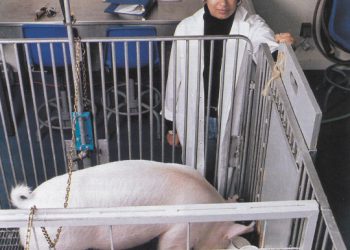 Scientists Found that Pigs Can Play Video Games