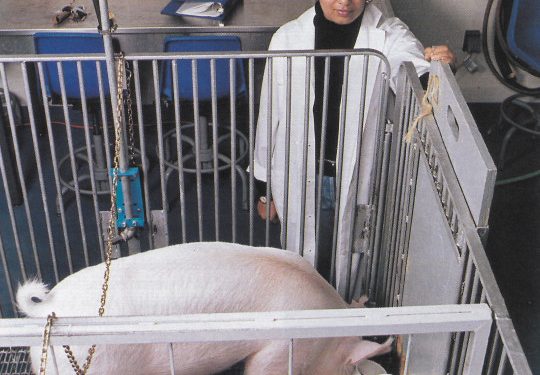 Scientists Found that Pigs Can Play Video Games