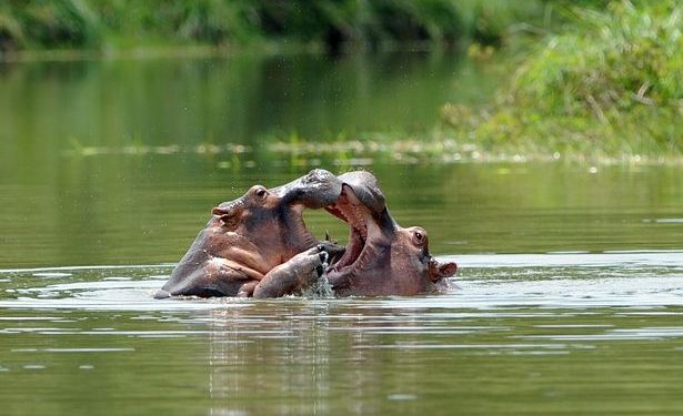 The Bizarre Legacy of Pablo Escobar, the King of Cocaine, Killed 500 People in Africa Each Year