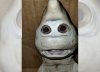 Unique, Indonesian Fisherman Finds a Baby Shark With Human Face in East Nusa Tenggara