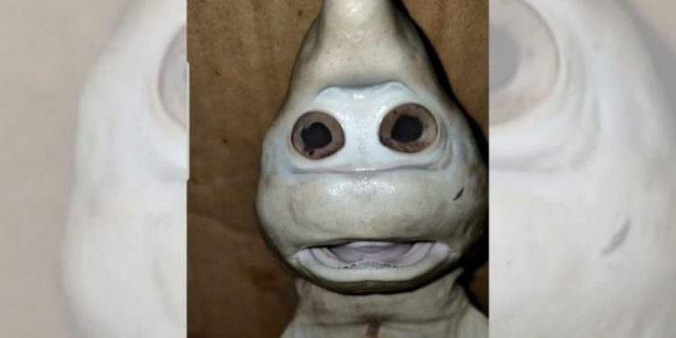 Unique, Indonesian Fisherman Finds a Baby Shark With Human Face in East Nusa Tenggara