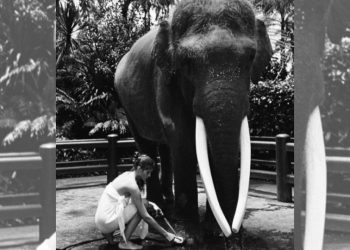 Bali Police Says that a Russian Influencer Who Posed Naked on Elephant Didn’t Break Any Laws