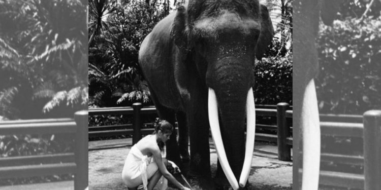 Bali Police Says that a Russian Influencer Who Posed Naked on Elephant Didn’t Break Any Laws