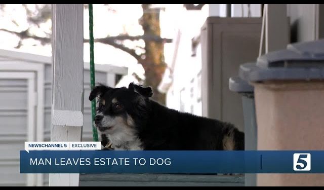 Tennessee Man Leaves USD 5 Million to His Pet