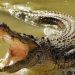 Take a Shower, Kateman Residents in Indragiri Hilir are Attacked by Crocodiles