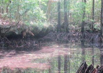 Udang Merah Lake, a Sacred and Beautiful Lake in Buton