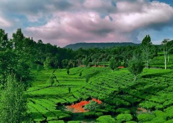 Sukawana Tea Plantation, a Hidden Heaven in Bandung