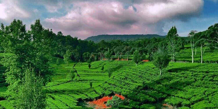 Sukawana Tea Plantation, a Hidden Heaven in Bandung