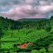 Sukawana Tea Plantation, a Hidden Heaven in Bandung