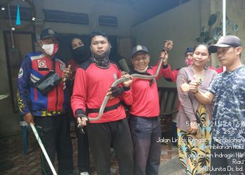Secured from Residents’ Homes, Fire and Rescue Service of Indragiri Hilir Released Cobra and Monkeys to their Original Habitat