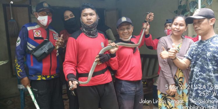 Secured from Residents’ Homes, Fire and Rescue Service of Indragiri Hilir Released Cobra and Monkeys to their Original Habitat