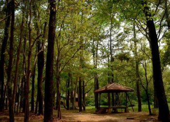 Punti Kayu Tourism Forest, the Lungs of the Beautiful City of Palembang