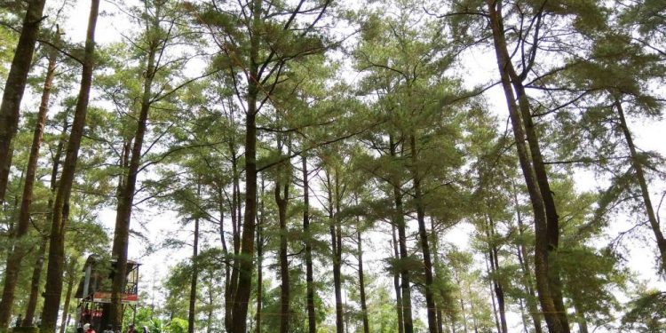 Malino, a Natural Tourism Paradise in the Corner of Gowa Regency