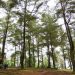 Malino, a Natural Tourism Paradise in the Corner of Gowa Regency