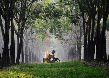 Tripura Rubber Plantation, a Scenic-tyle View that Looks Like in Japan