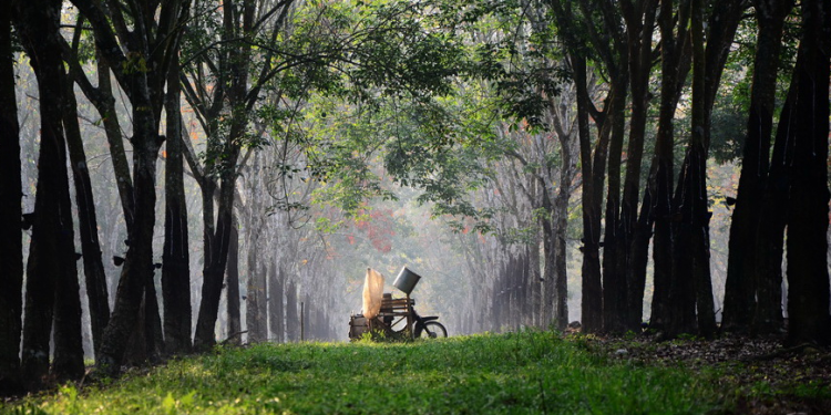 Tripura Rubber Plantation, a Scenic-tyle View that Looks Like in Japan