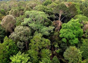 The Beauty of Tropical Forest on the Island of Borneo