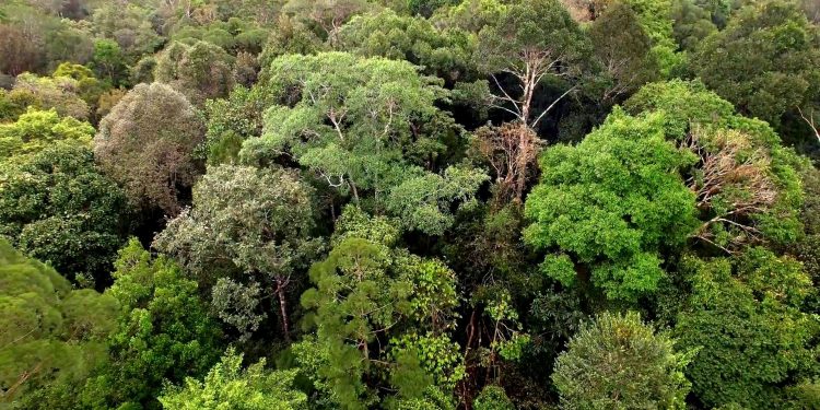 The Beauty of Tropical Forest on the Island of Borneo