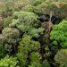 The Beauty of Tropical Forest on the Island of Borneo