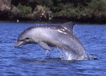 Finally, Indonesian Officials Close the Dolphin Attraction Facility in Sanur
