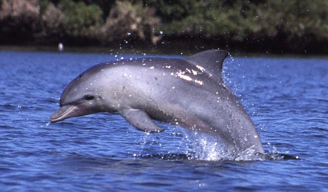 Finally, Indonesian Officials Close the Dolphin Attraction Facility in Sanur