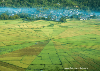 Lodok Spider Web Ricefields in Flores