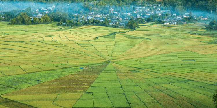 Lodok Spider Web Ricefields in Flores