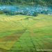 Lodok Spider Web Ricefields in Flores