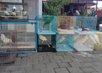 Keeping 24 Protected Bird Species, a Man Arrested in Kuta