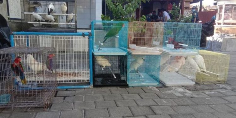 Keeping 24 Protected Bird Species, a Man Arrested in Kuta